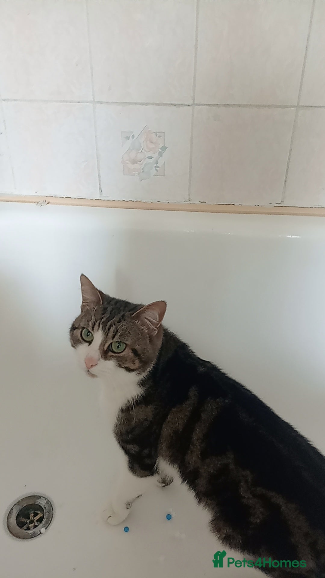 European cats for sale: 3 years old Male Cat  - Image 1