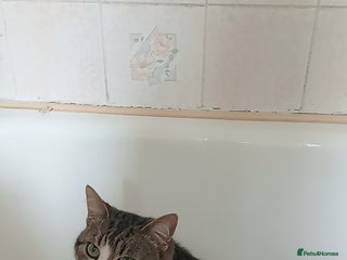 European cats - Advert 2