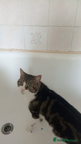 European cats - Advert 1