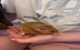 Hamster rodents for sale: Hammy the hamster  - Image 4