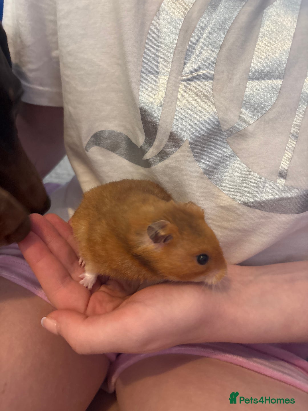 Hamster rodents for sale: Hammy the hamster  - Image 4