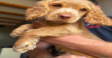 Cocker Spaniel dogs - Advert 7