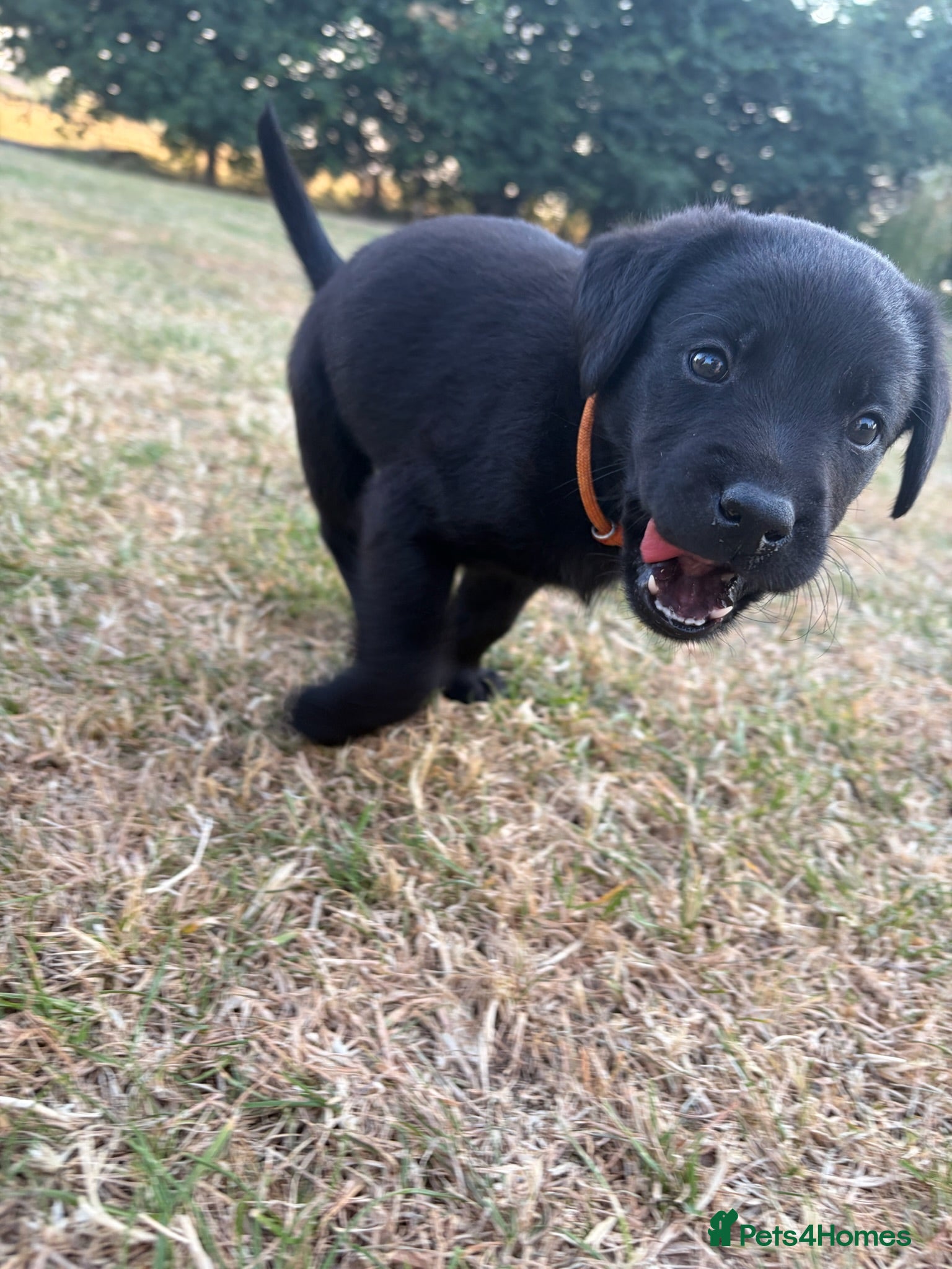 Labrador Retriever dogs 1 left KC registered Labradors available soon - Advert 2