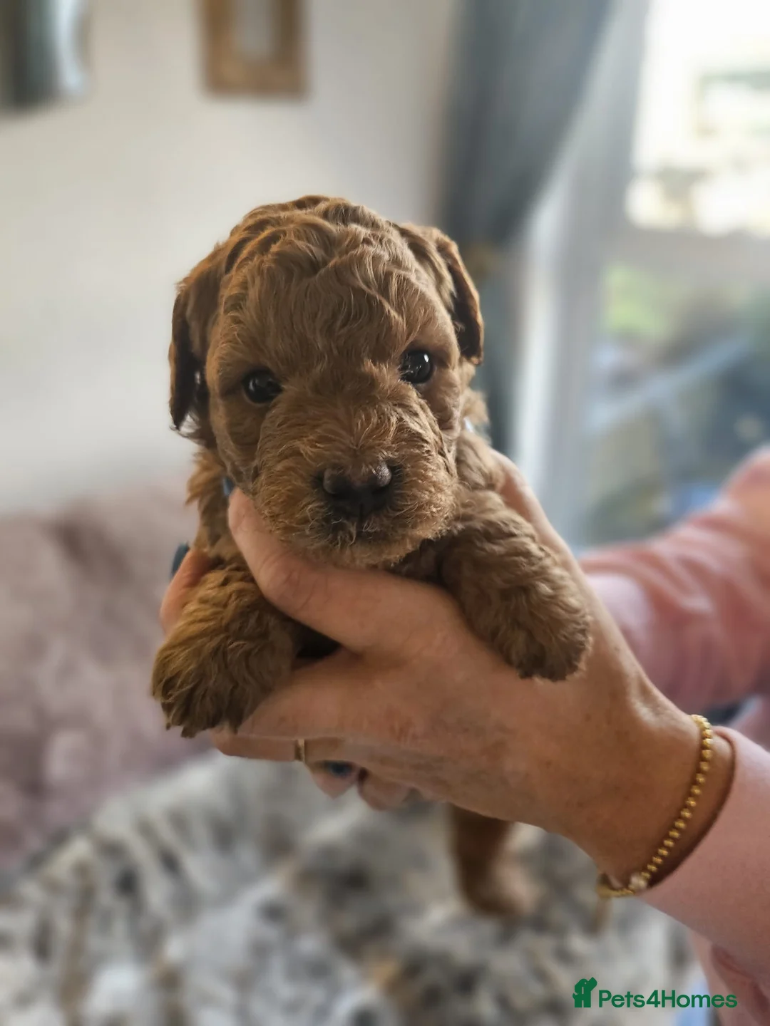 Mixed Breed dogs for sale: F1B Cockapoo Puppies – KC Toy Poodle Sired in Halifax - Advert 18