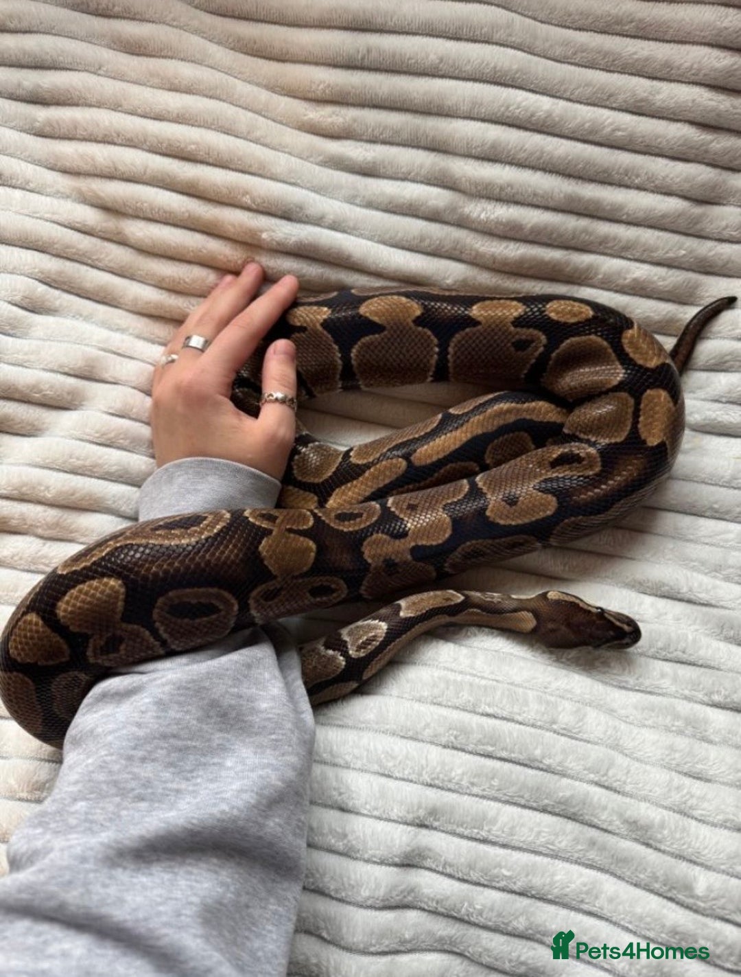 Python Snake reptiles for sale: X2 Royal Pythons for sale, with full set up - Advert 1