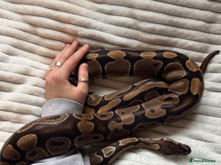 Python Snake reptiles X2 Royal Pythons for sale, with full set up - Advert 15