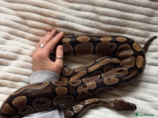 Python Snake reptiles X2 Royal Pythons for sale, with full set up - Advert 4