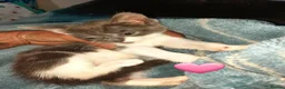 Mixed Breed cats for sale: 4 Adorable kittens - Advert 8