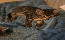 Maine Coon cats for sale: Maincoon X Bengal Tabby beautiful markings - Image 7