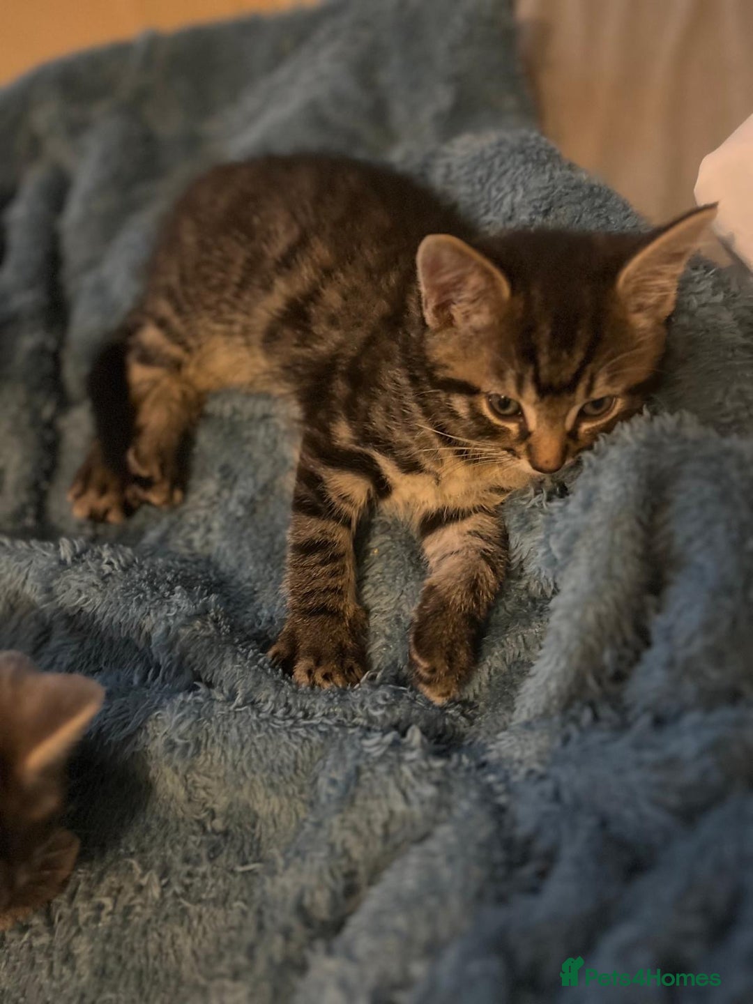 Maine Coon cats for sale: Maincoon X Bengal Tabby beautiful markings - Image 7