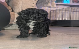 Toy Poodle dogs for sale: Toy poodle boys  - Image 4