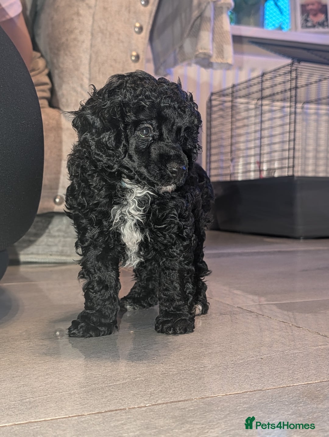 Toy Poodle dogs for sale: Toy poodle boys  - Image 4
