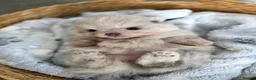 Pomeranian dogs for sale: Pomeranian merl puppies - Advert 8