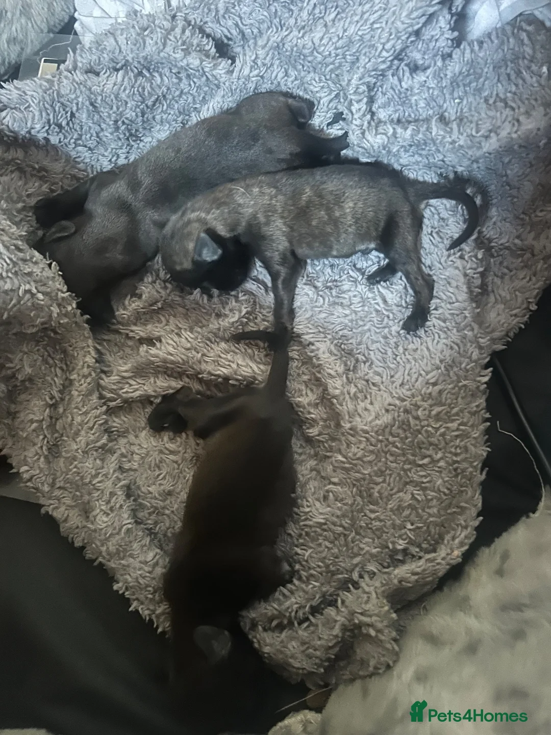 Mixed Breed dogs for sale: Female Cocker × Bullmastiff in Gloucester - Advert 11
