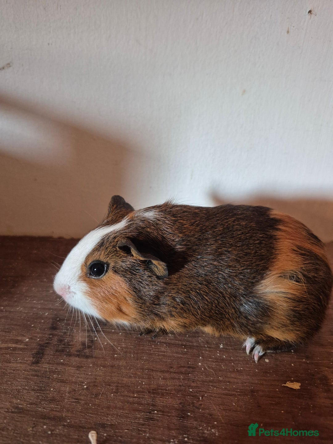 Guinea Pig rodents for sale: Piggies ready to go! - Image 3