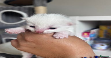 Mixed Breed cats - Advert 13