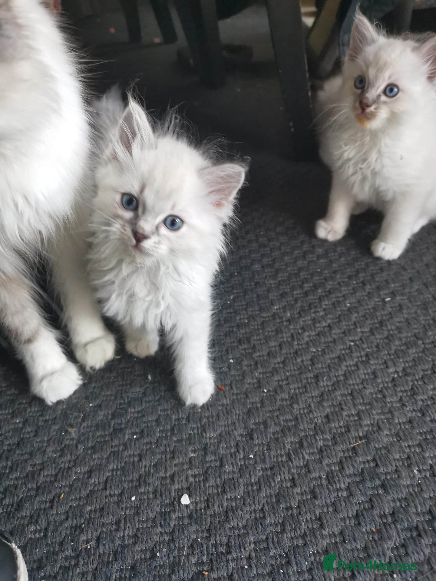 Ragdoll cats Pure beautiful Ragdoll looking for a new home - Advert 2
