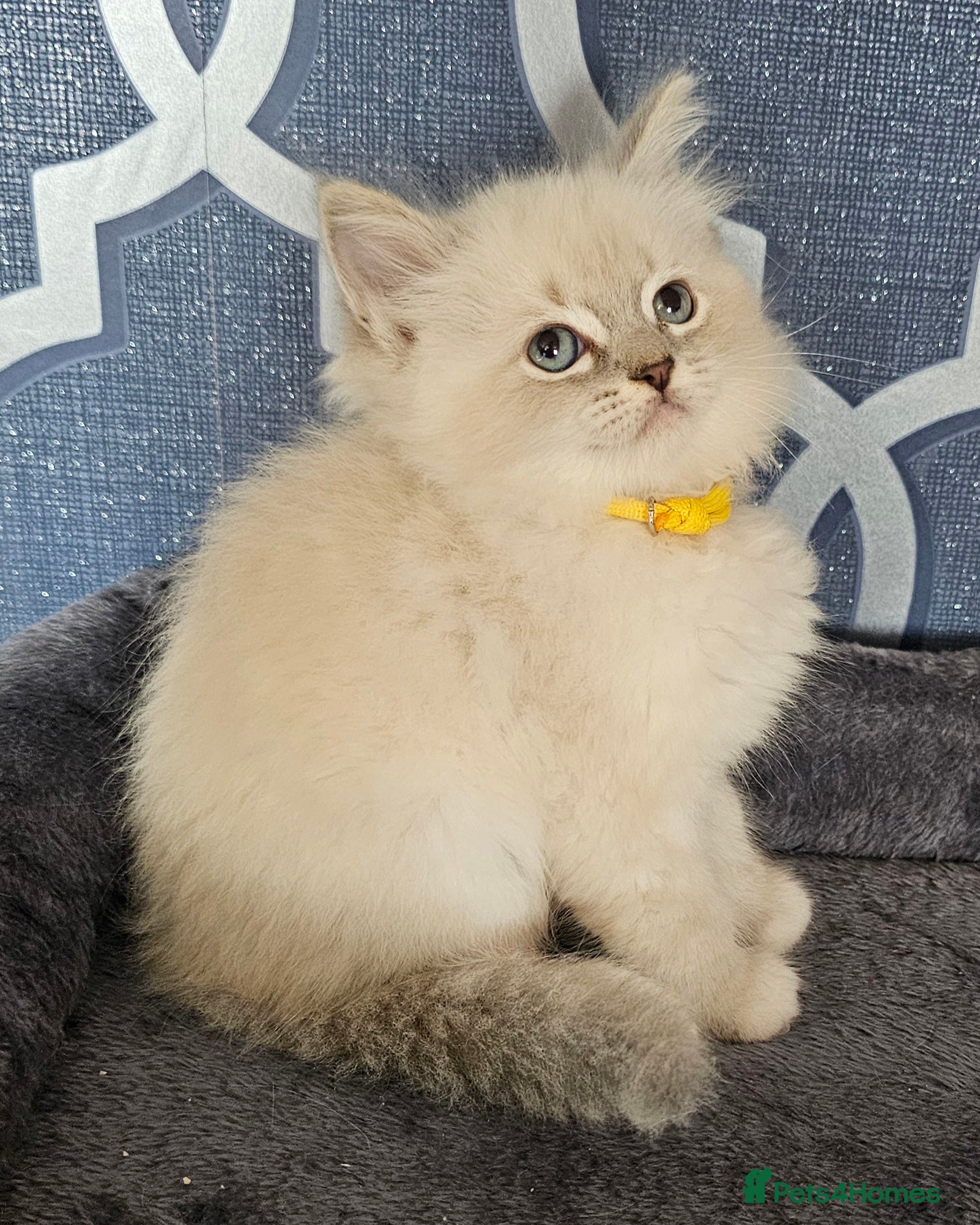 Ragdoll cats Council licence held. Stunning GCCF reg kittens  - Advert 2