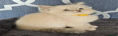Ragdoll 5 yellow collar 💛 (on hold)