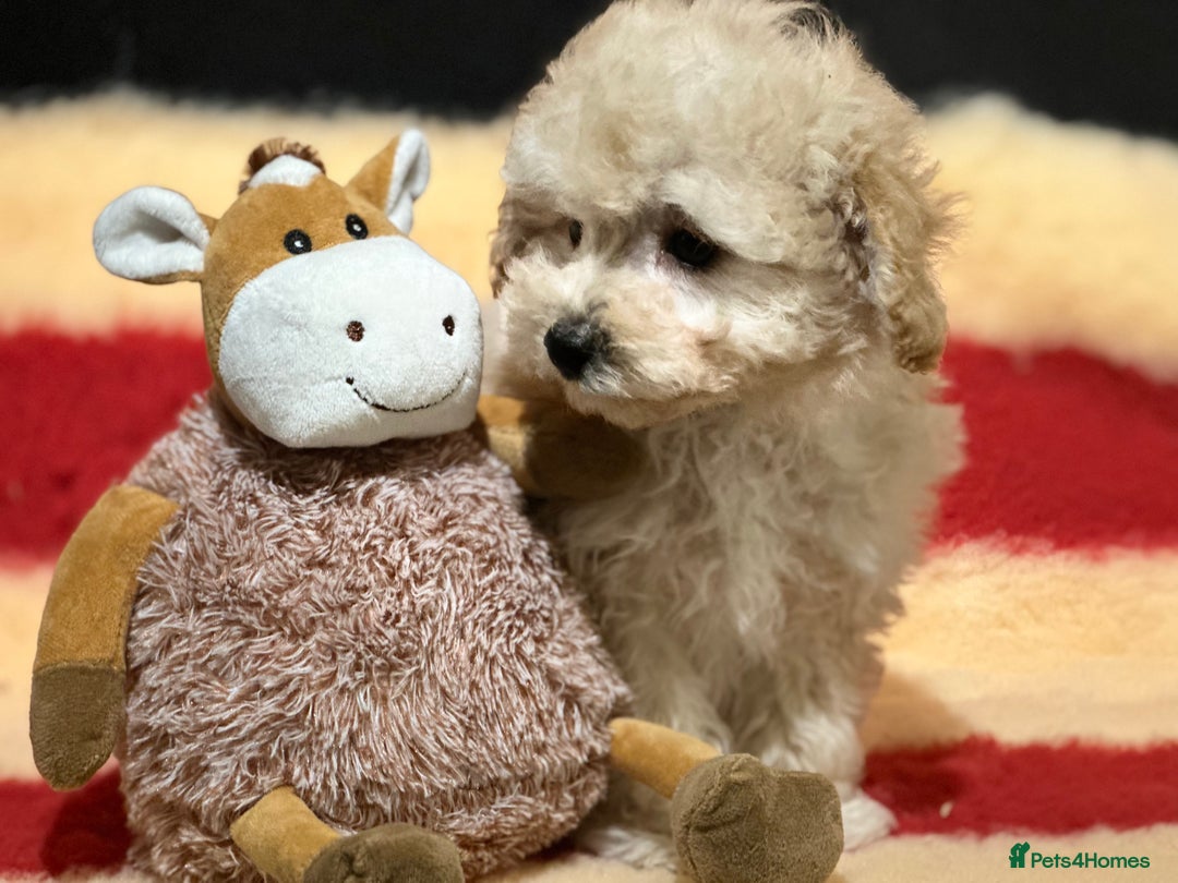 Poochon dogs for sale: Beautiful small  poochon girls ready now  - Advert 3