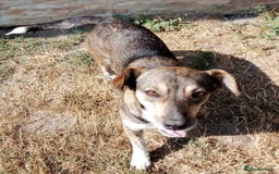 Mixed Breed dogs for adoption: GRETA - a Lovely young Girl, for a Loving Home - Image 6