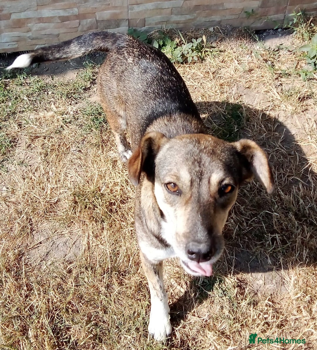 Mixed Breed dogs for adoption: GRETA - a Lovely young Girl, for a Loving Home - Image 6