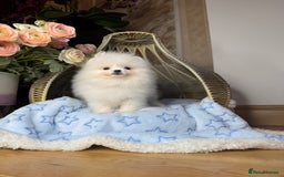 Pomeranian dogs for sale: SUPER TINY ICE WHITE POMERANIAN BOY - Image 24