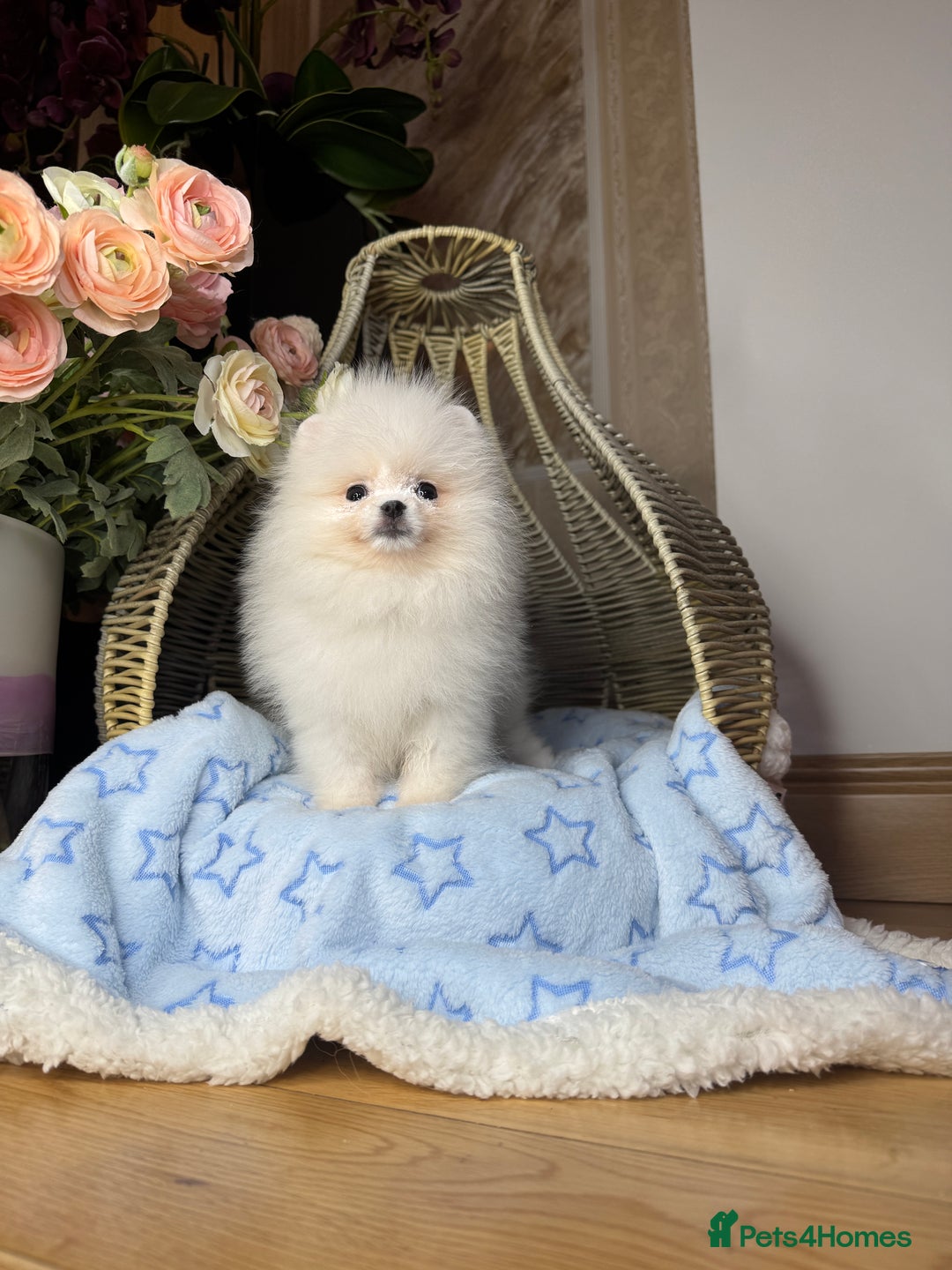Pomeranian dogs for sale: SUPER TINY ICE WHITE POMERANIAN BOY - Image 24