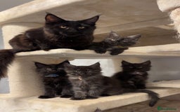 Maine Coon cats for sale: Precious little babies ❤️💙 - Image 6