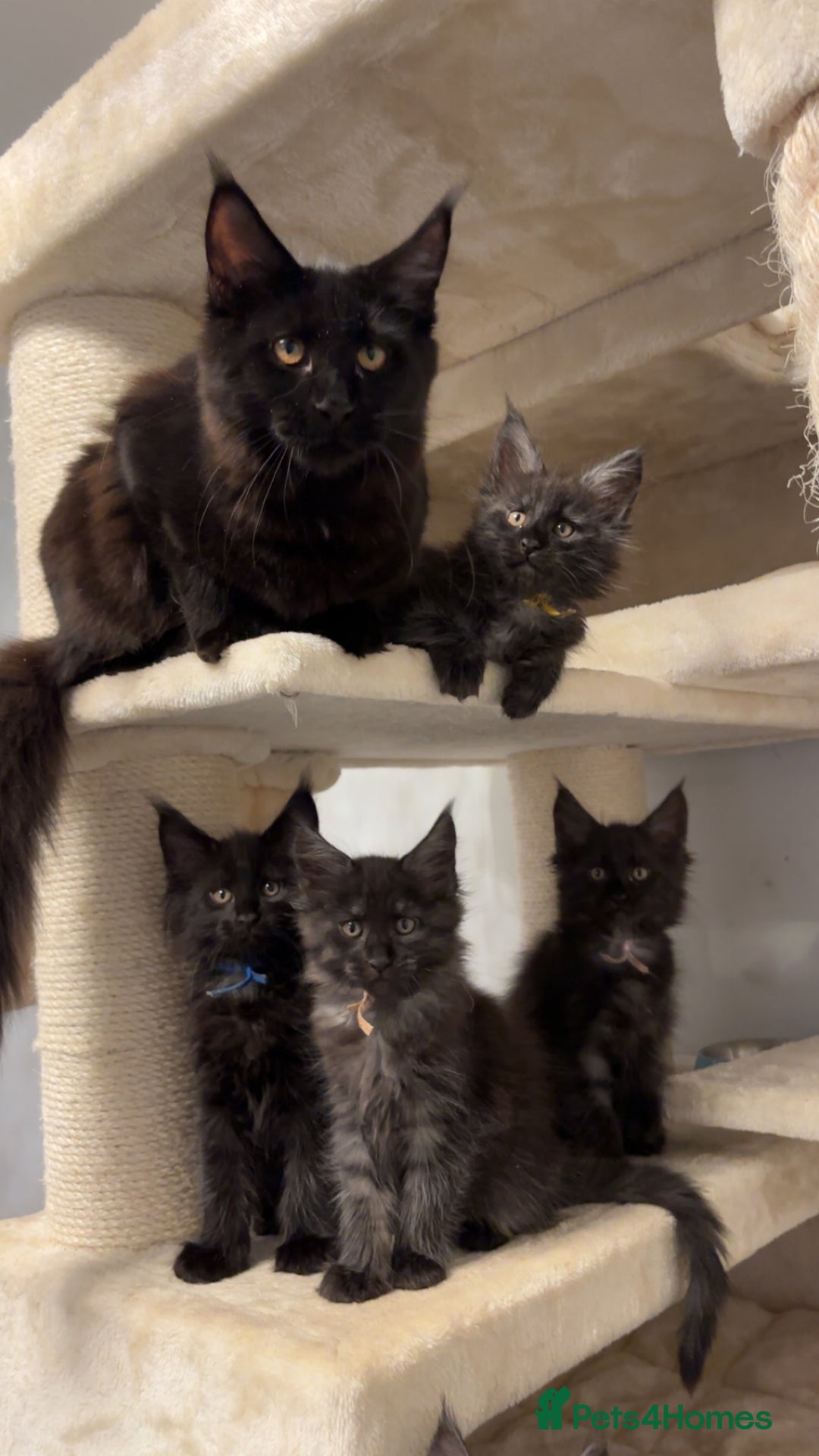 Maine Coon cats for sale: Precious little babies ❤️💙 - Image 6