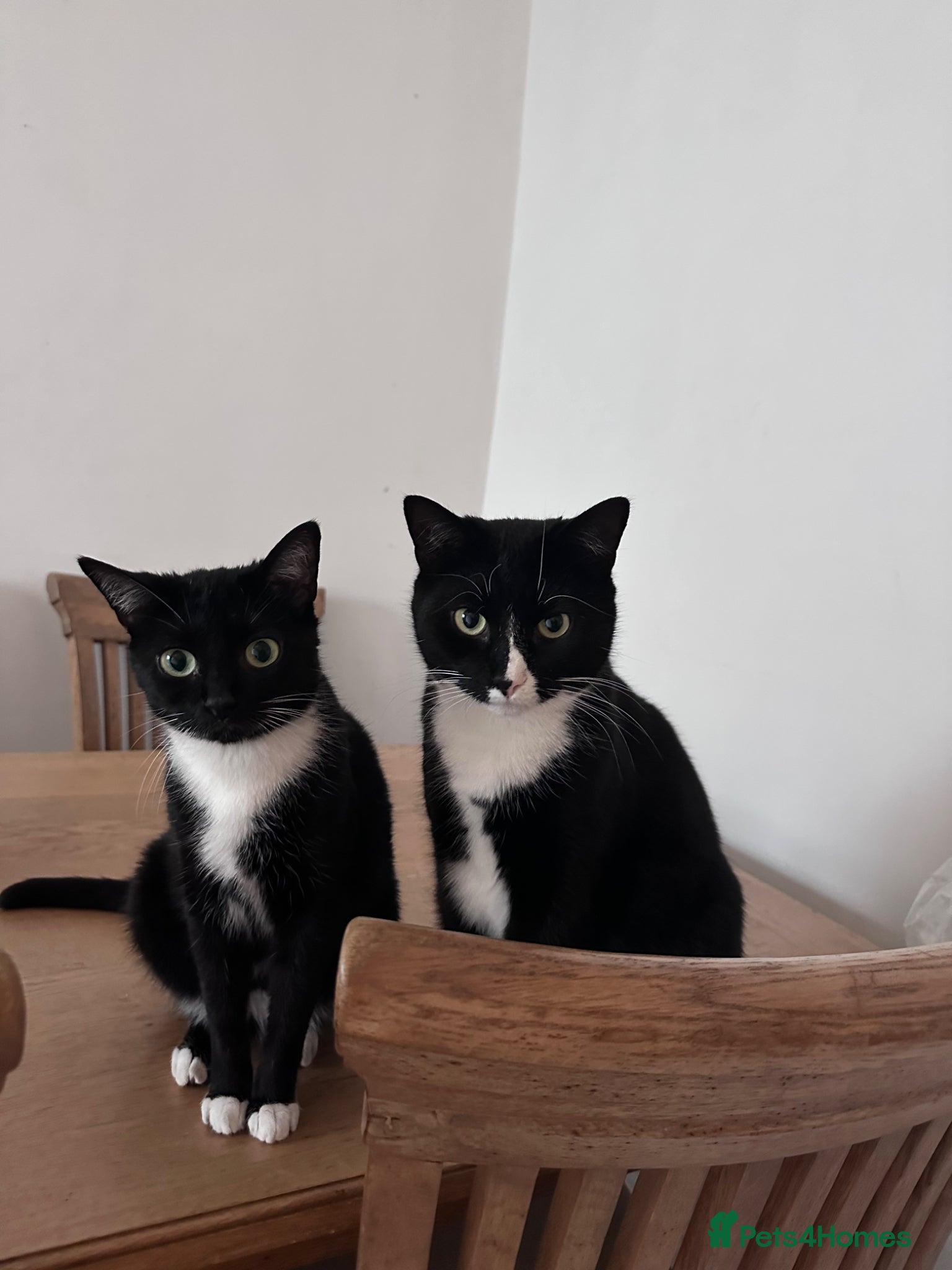 Mixed Breed cats Winnie and Jasper - Advert 2
