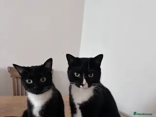 Mixed Breed cats Winnie and Jasper - Advert 2