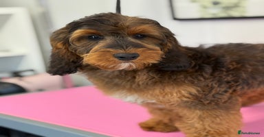 Cockapoo dogs in Prudhoe - Advert 6