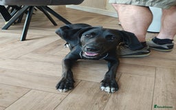 Mixed Breed dogs for adoption: Lexie the lack beauty - Image 1
