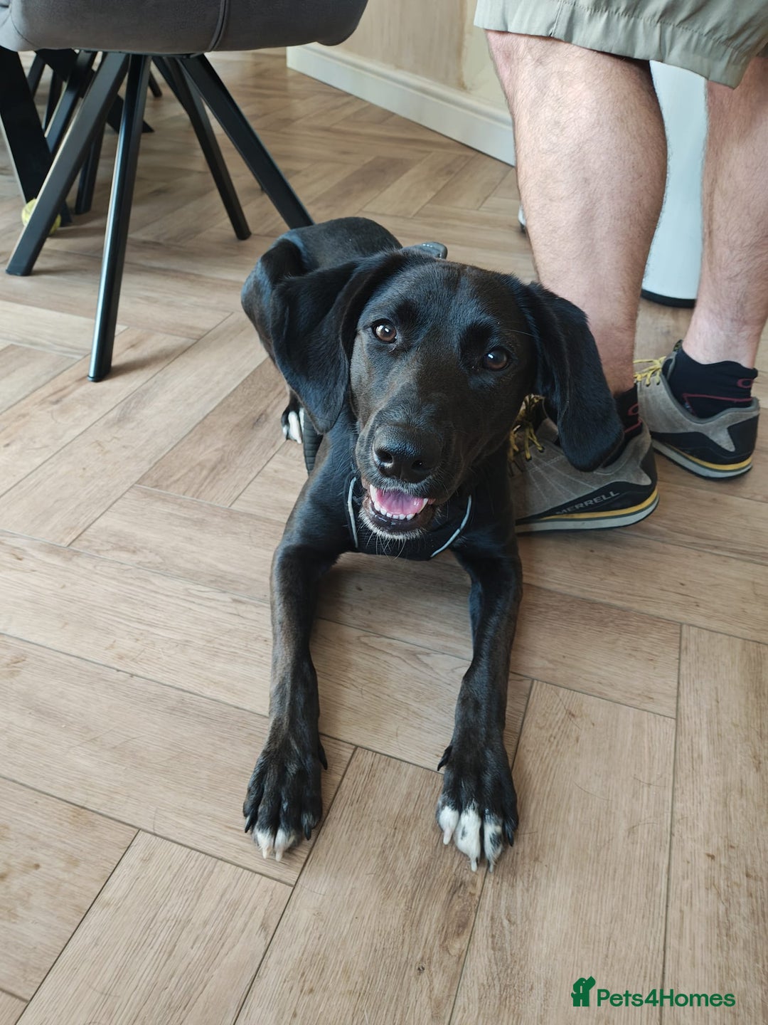 Mixed Breed dogs for adoption: Lexie the lack beauty - Image 1