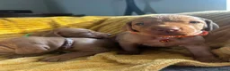Hungarian Vizsla dogs for sale: Beautiful Hungarian Vizsla puppies available  in Boston - Advert 3