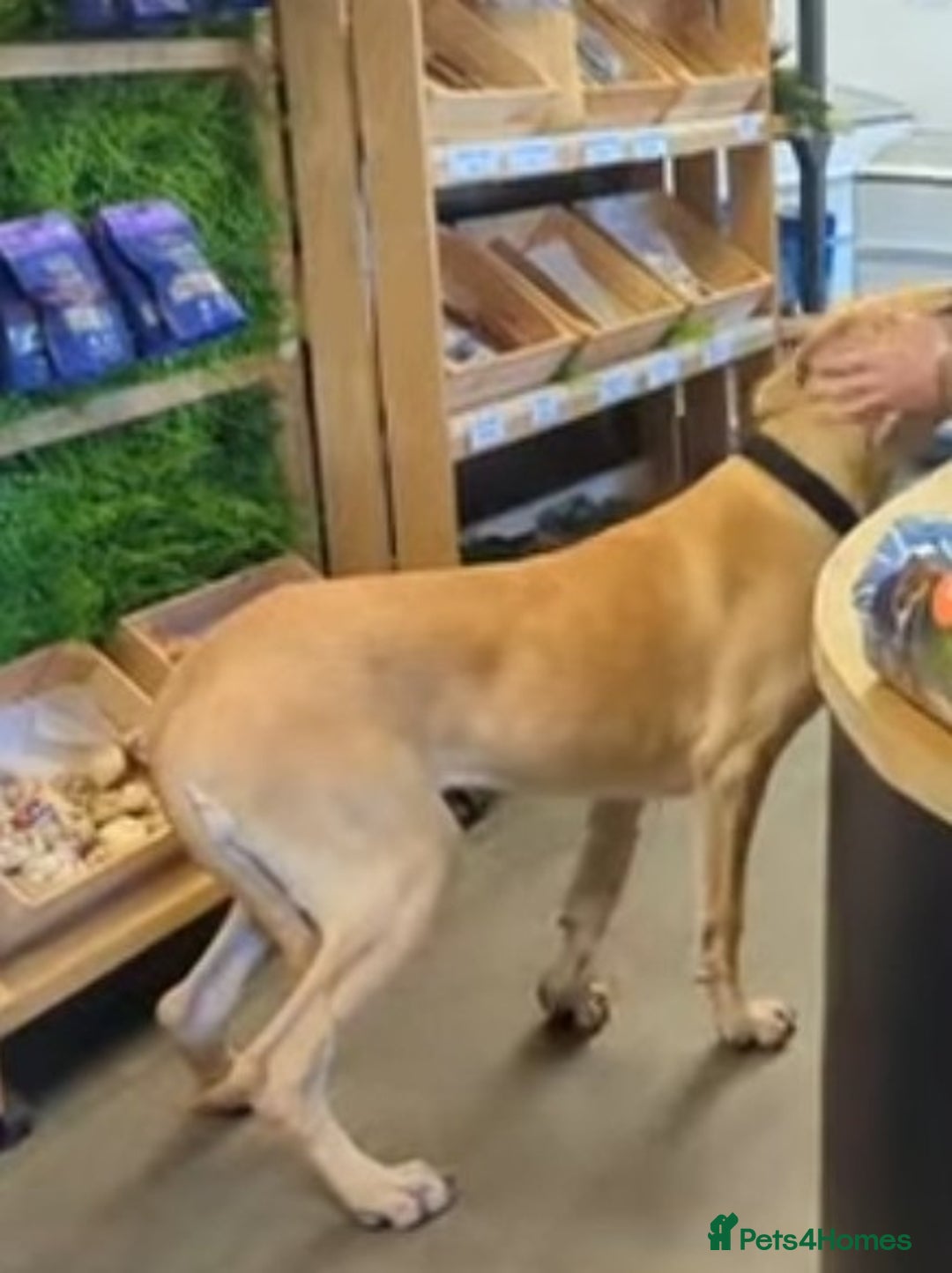 Great Dane dogs for sale: Stunning great dane  - Image 4