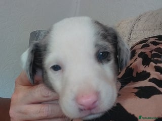 Mixed Breed dogs English springer spaniels x blue merle lurcher - Advert 16