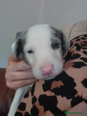 Mixed Breed dogs English springer spaniels x blue merle lurcher - Advert 5