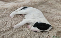 Mixed Breed dogs for sale: Cavapoo/Shihpoo mix - Image 12