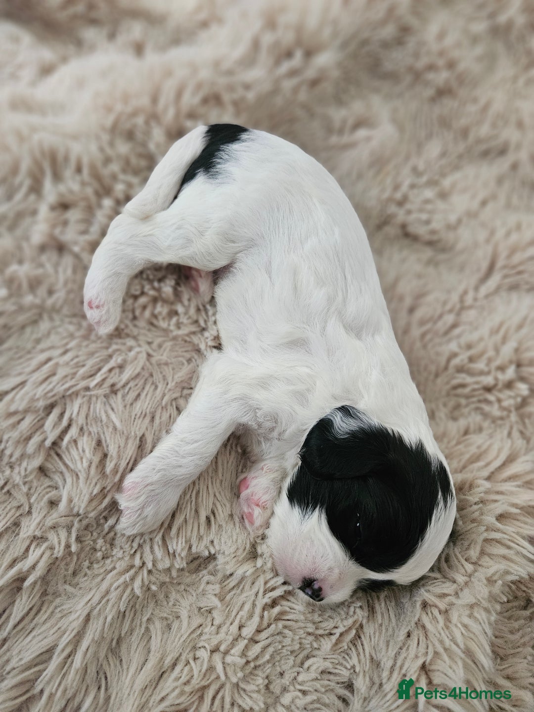 Mixed Breed dogs for sale: Cavapoo/Shihpoo mix - Image 12