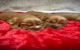 Cocker Spaniel dogs for sale: Show cocker spaniel pups - Image 11