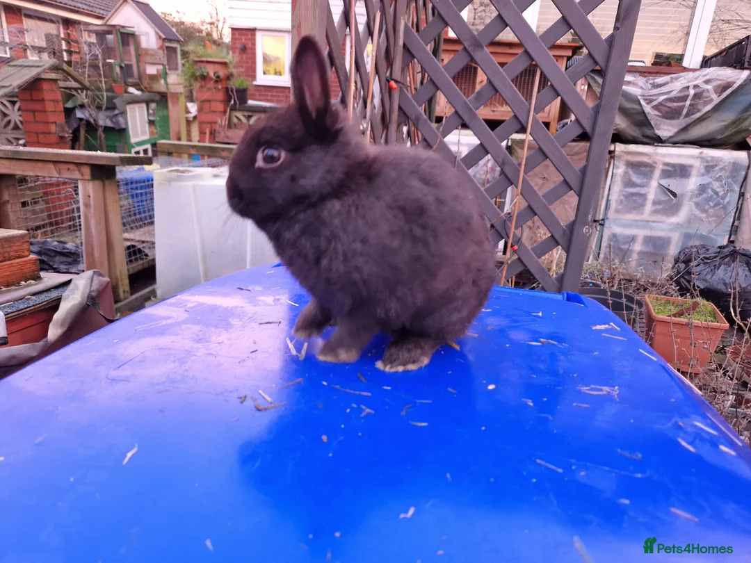 Mixed Breed rabbits for sale: Friendly, small, cute mixed breed bunnies  - Advert 6
