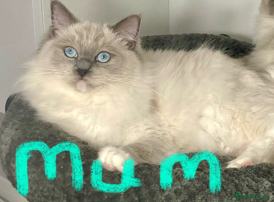 Ragdoll cats for sale: 💙🏆 1 x Beautiful Blue Ragdoll Boy Remaining 💙🏆 in Colwyn Bay - Image 7