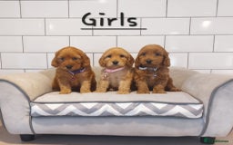 Cockapoo dogs for sale: F1 Cockapoo puppies - Advert 1