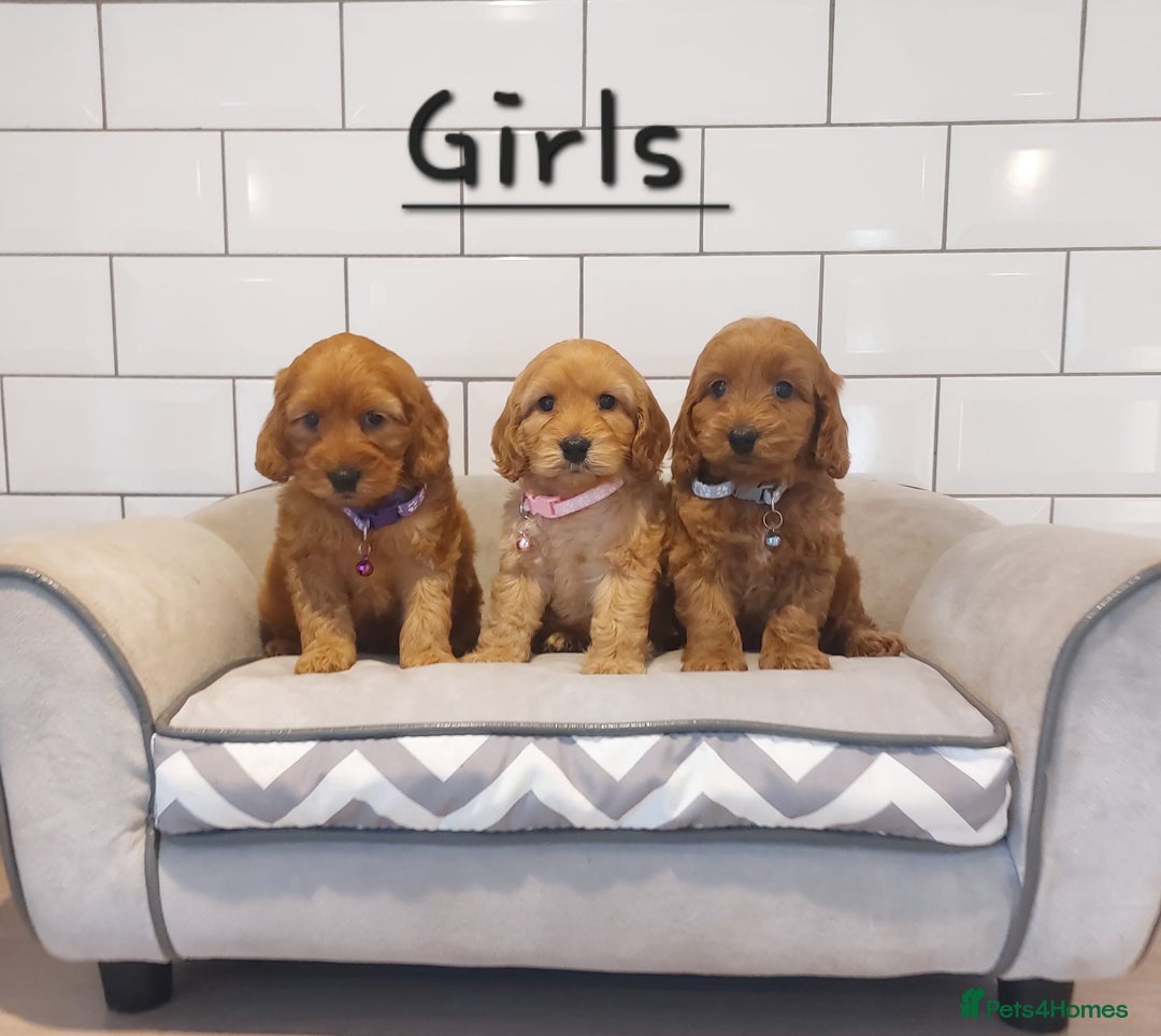 Cockapoo dogs for sale: F1 Cockapoo puppies - Advert 1