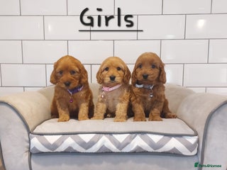 Cockapoo dogs F1 Cockapoo puppies - Advert 1