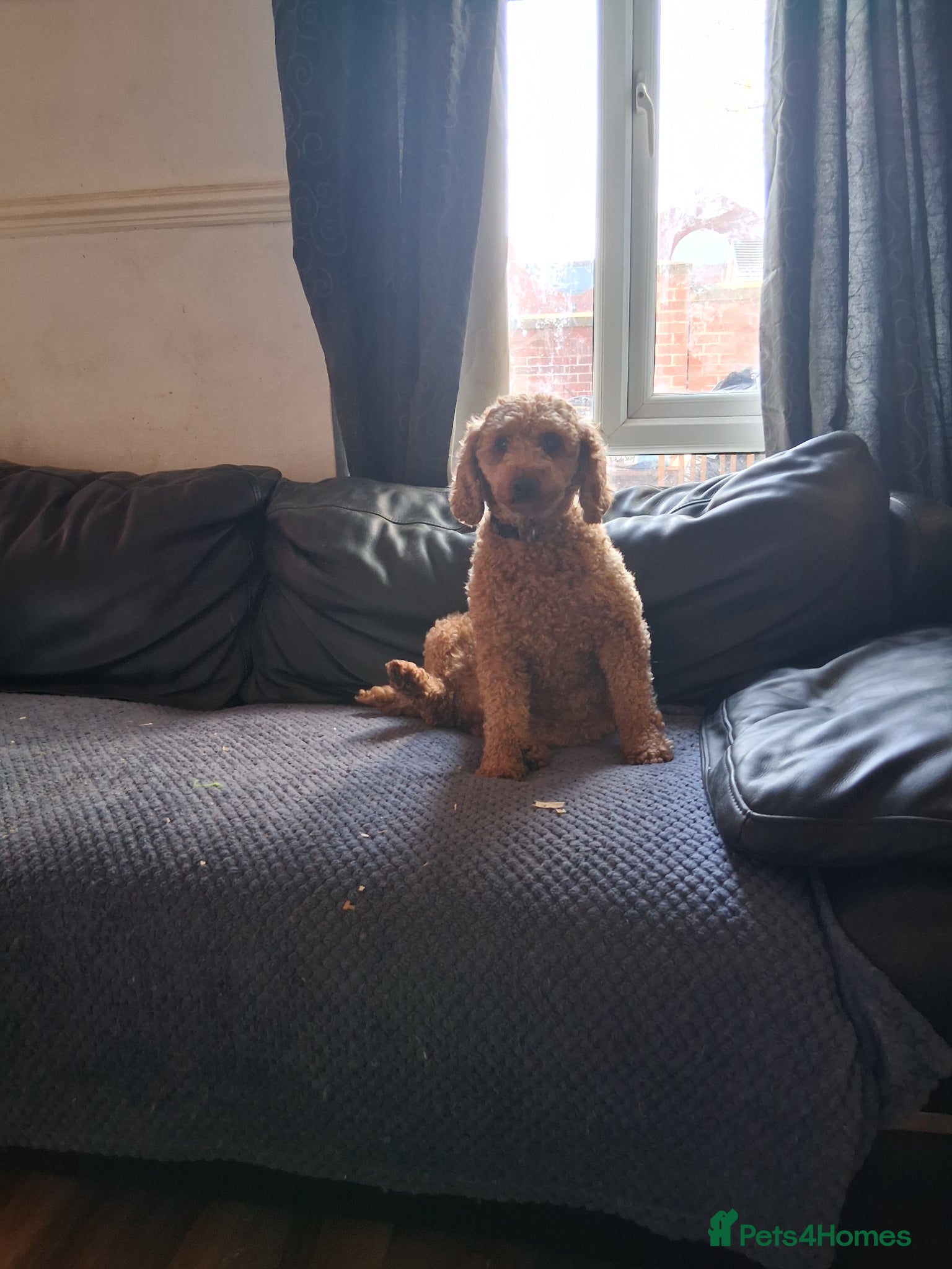 Cavapoo dogs Extensively health tested f1 cavapoos - Advert 2