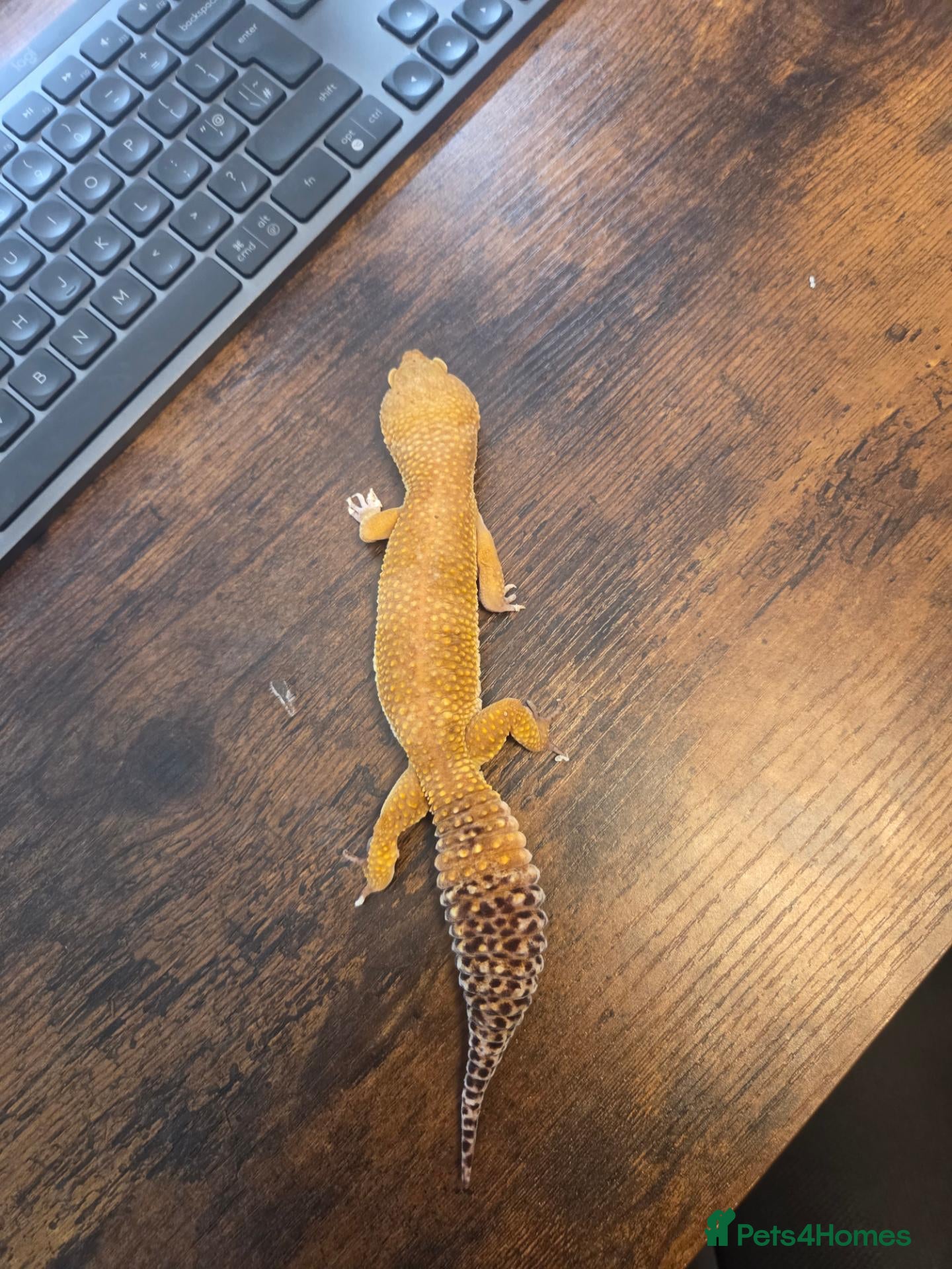 Leopard Gecko reptiles 2 Leopard Geckos with VIVs & equipment - Advert 2