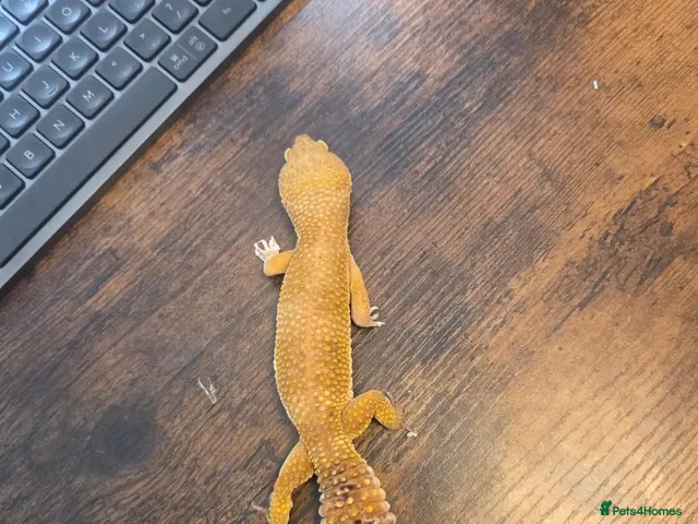 Leopard Gecko reptiles 2 Leopard Geckos with VIVs & equipment £300 ONO - Advert 2